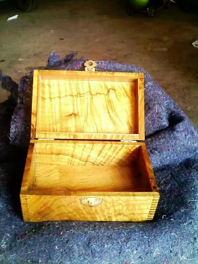 黃柏黃金木樹(shù)