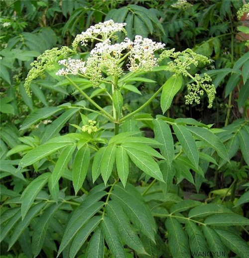 接骨草樹(shù)枝