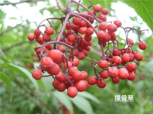 接骨草樹(shù)枝