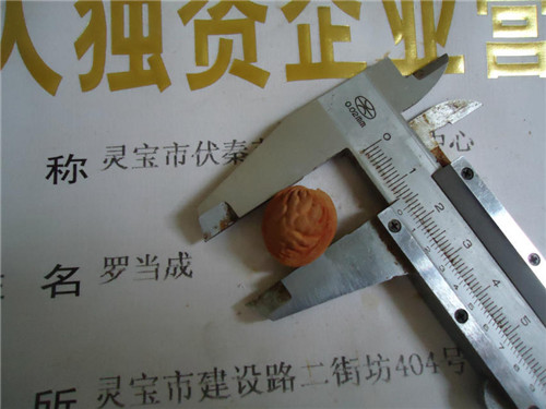 桃胡  毛桃胡果實(shí)