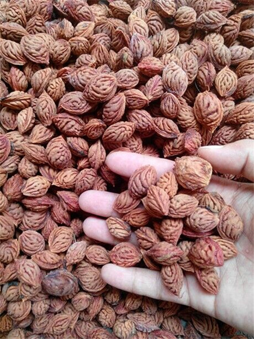 桃胡  毛桃胡果實(shí)