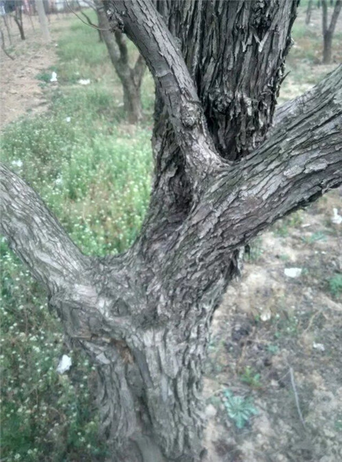 酸棗樹(shù)枝