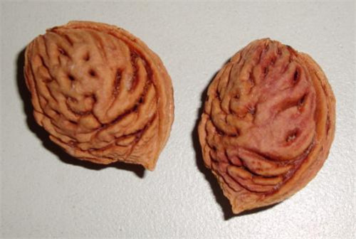 桃胡毛桃胡果實(shí)