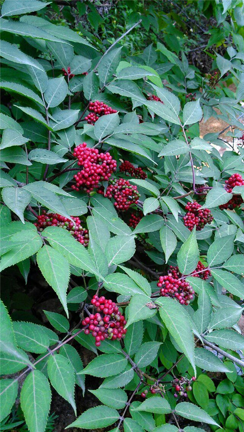 接骨草樹(shù)枝