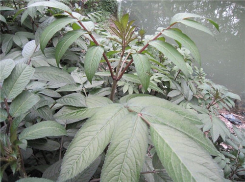 接骨草樹(shù)枝