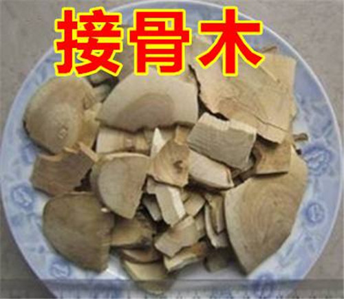 接骨草樹(shù)枝