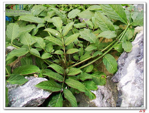 接骨草樹(shù)枝