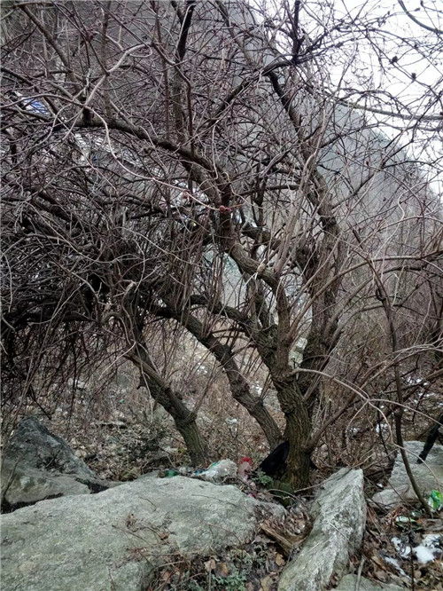 接骨草樹(shù)枝