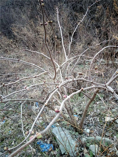 接骨草樹(shù)枝