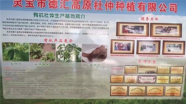 杜仲樹(shù)葉樹(shù)皮出售