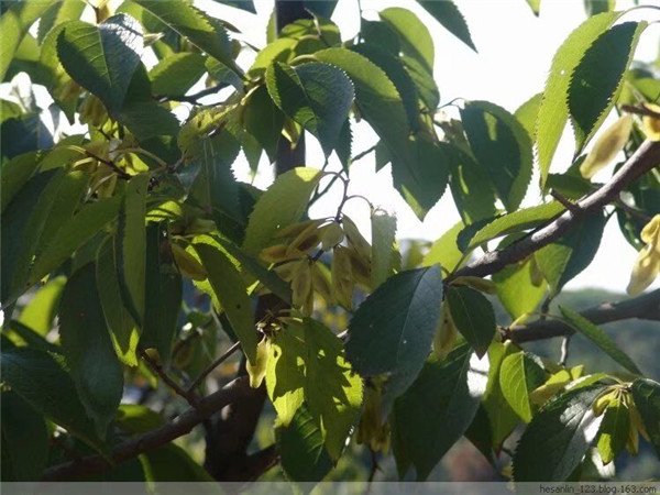 杜仲樹(shù)葉樹(shù)皮出售