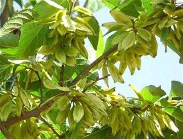 杜仲樹(shù)葉樹(shù)皮出售