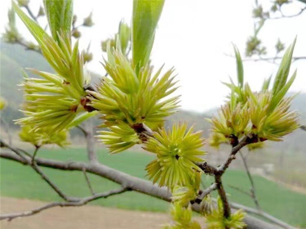 杜仲樹(shù)葉樹(shù)皮出售