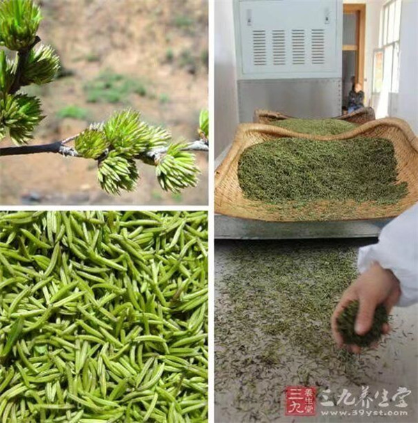 杜仲樹(shù)葉樹(shù)皮出售