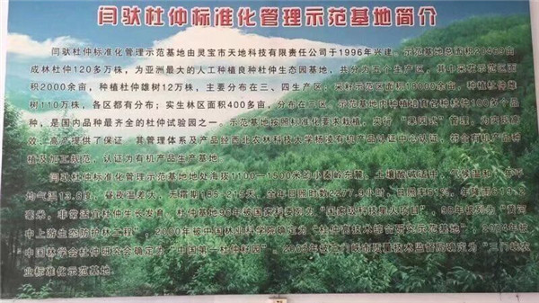 杜仲樹(shù)葉樹(shù)皮出售