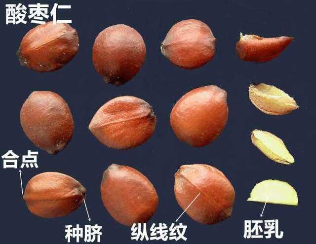 酸棗果實