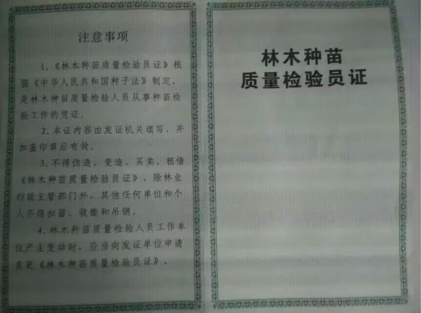 榮譽證書